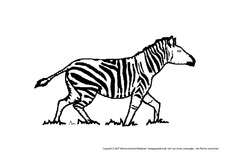 Zebra-3.pdf